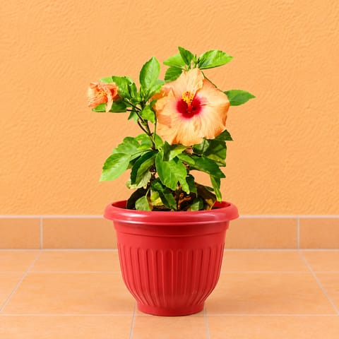 Hibiscus / Gudhal Dwarf (any colour) Pune in 8 Inch Terracotta Red Olive Plastic Pot