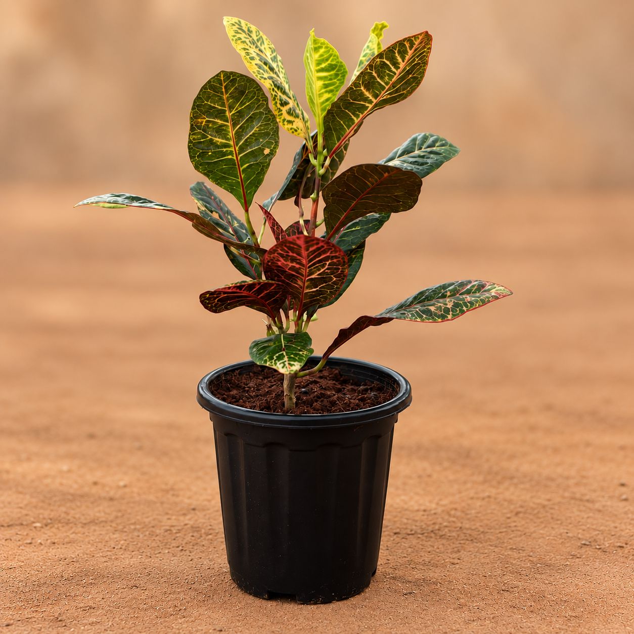 XL Croton Petra in 8 Inch Nursery Pot