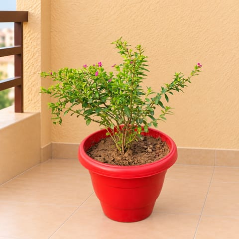 Cuphea / False heather Pink in 8 Inch Terracotta Red Classy Plastic Pot