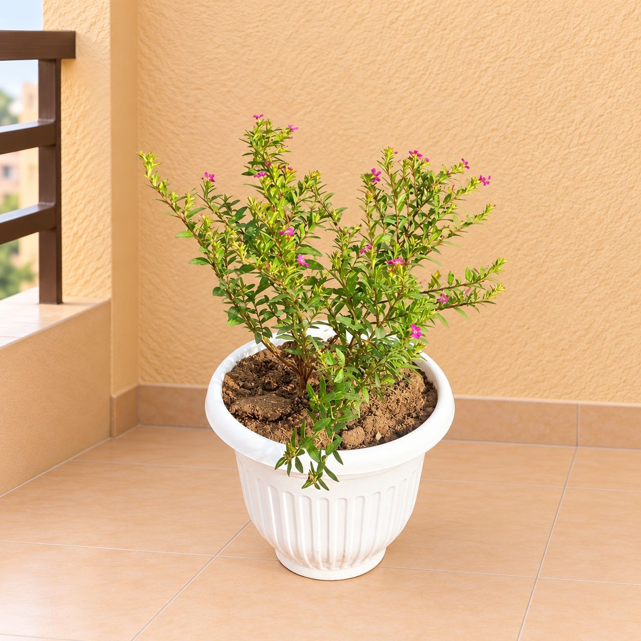 Cuphea / False Heather Pink in 8 Inch White Olive Plastic Pot