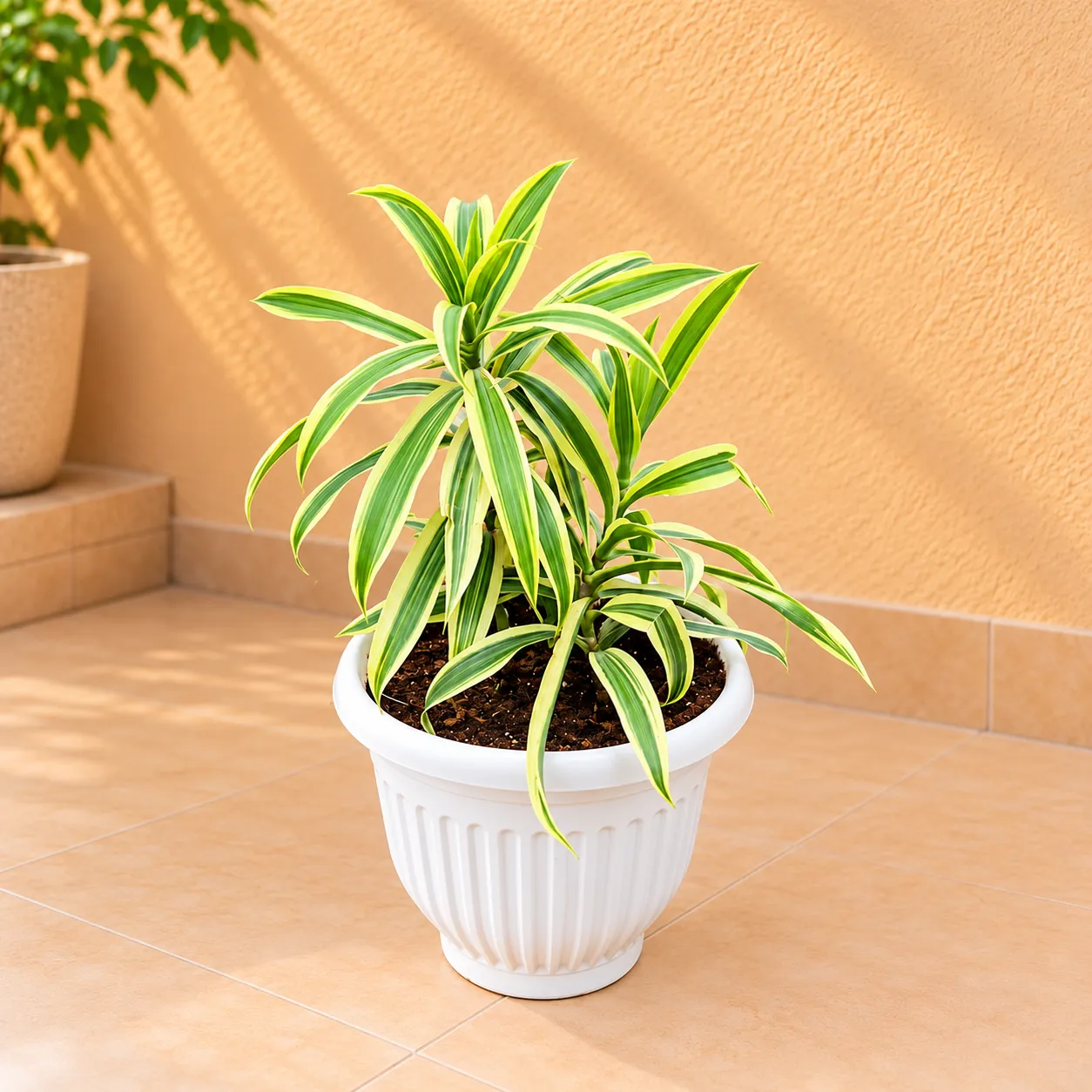 Song Of India in 8 Inch White Olive Plastic Pot