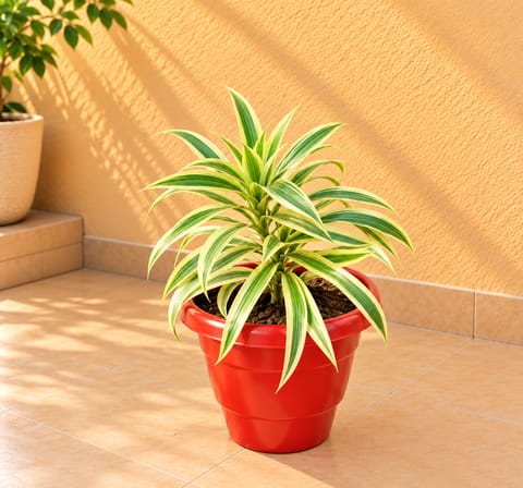 Song of India in 8 Inch Terracotta Red Classy Plastic Pot
