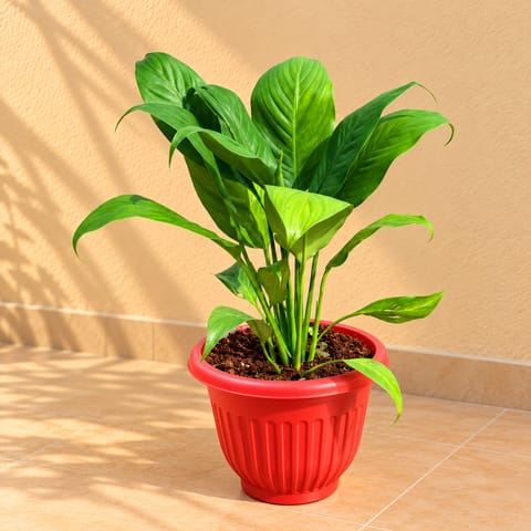 Peace Lily Bushy in 8 Inch Terracotta Red Olive Plastic Pot