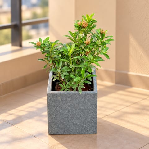 Ixora (Any Colour) In 8 X 8 Inch Grey Premium Kyvos Fiberglass Planter - Durable Large Size Decoratiive Fiber Pot For Indoor Outdoor Plants With 5 Year Warranty