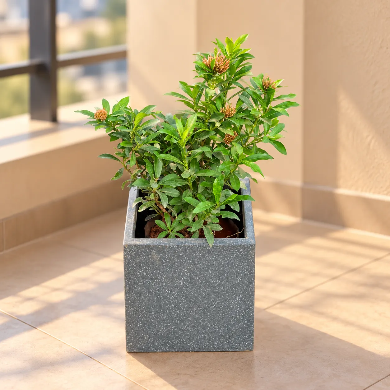 Ixora (Any Colour) In 8 X 8 Inch Grey Premium Kyvos Fiberglass Planter - Durable Large Size Decoratiive Fiber Pot For Indoor Outdoor Plants With 5 Year Warranty