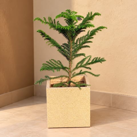 Araucaria / Christmas Tree In 8 X 8 Inch Sandstone Premium Kyvos Fiberglass Planter - Durable Large Size Decoratiive Fiber Pot For Indoor Outdoor Plants With 5 Year Warranty