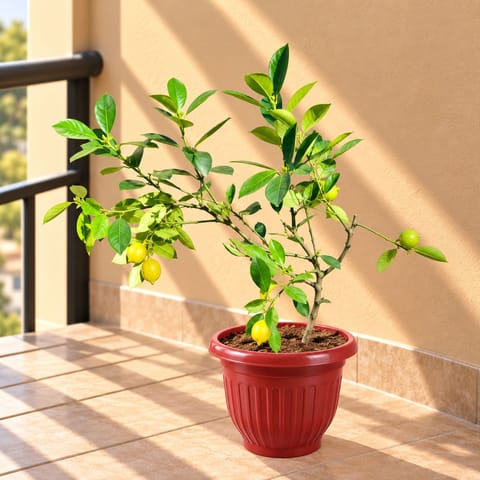 Lemon / Nimbu ( 2 Ft) in 8 Inch Terracotta Red Olive Plastic Pot