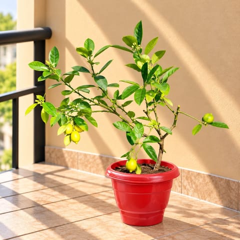 Lemon / Nimbu ( 2 Ft) in 8 Inch Terracotta Red Classy Plastic Pot