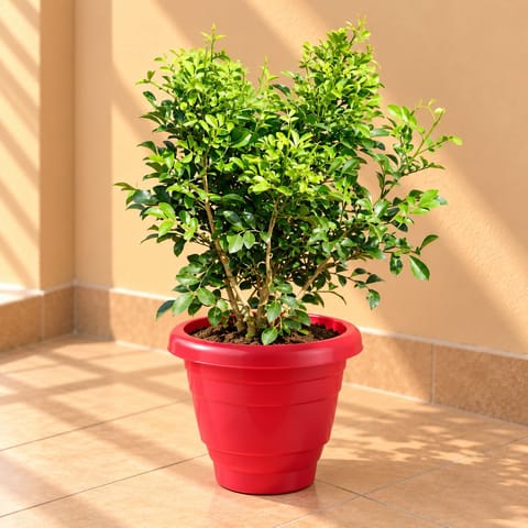 Madhu Kamini White / Murraya ( 1 Ft) in 8 Inch Terracotta Red Classy Plastic Pot
