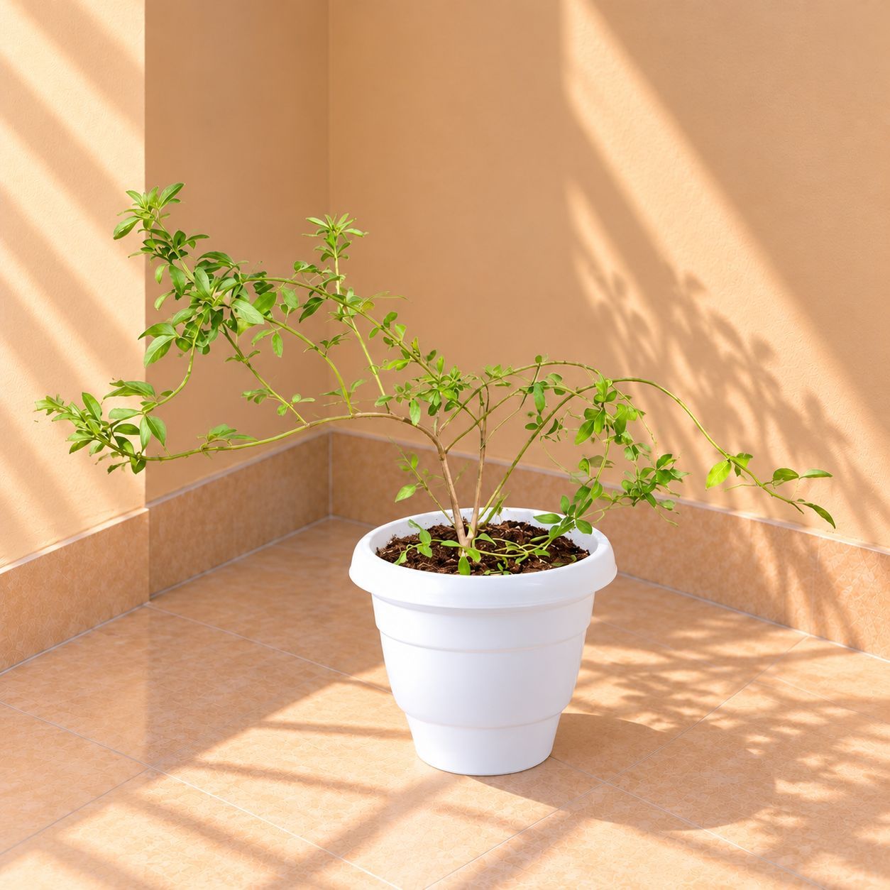 Chameli in 8 Inch White Classy Plastic Pot