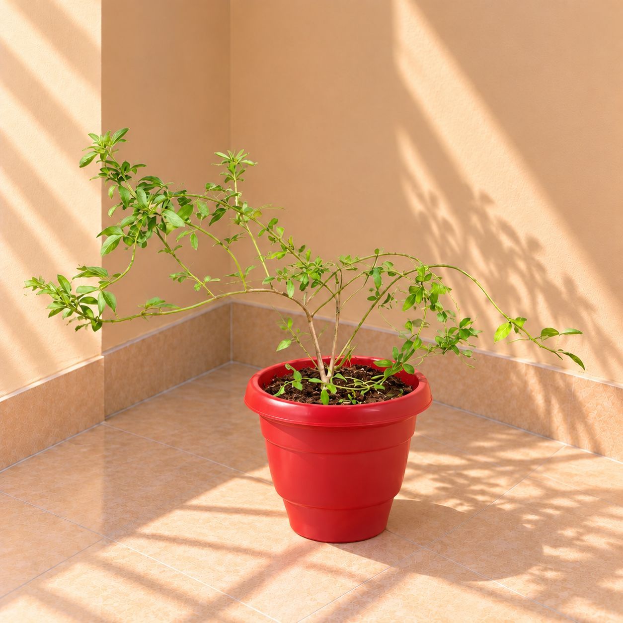 Chameli in 8 Inch Terracotta Red Classy Plastic Pot
