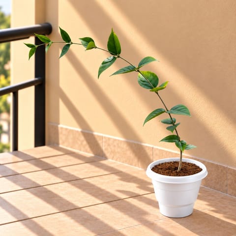 Harsingar / Parijaat /Parijat (2 Ft) Pune in 8 Inch White Classy Plastic Pot