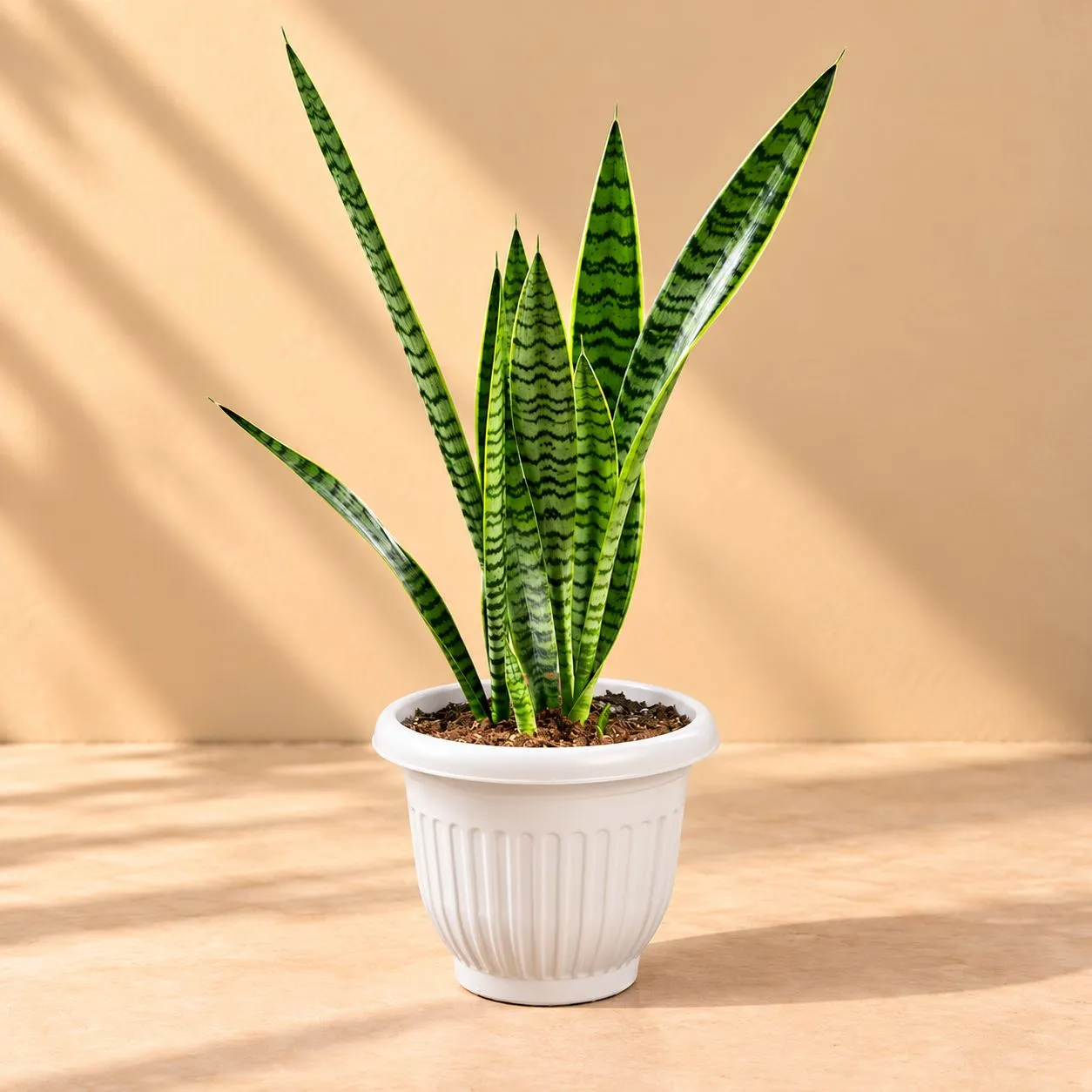 Air Purifying Snake Plant Green ( 1 Ft) in 8 Inch White Olive Plastic Pot