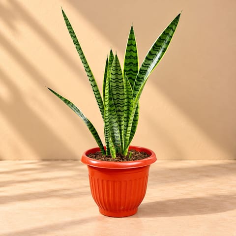 Air Purifying Snake Plant Green ( 1 Ft) in 8 Inch Terracotta Red Olive Plastic Pot