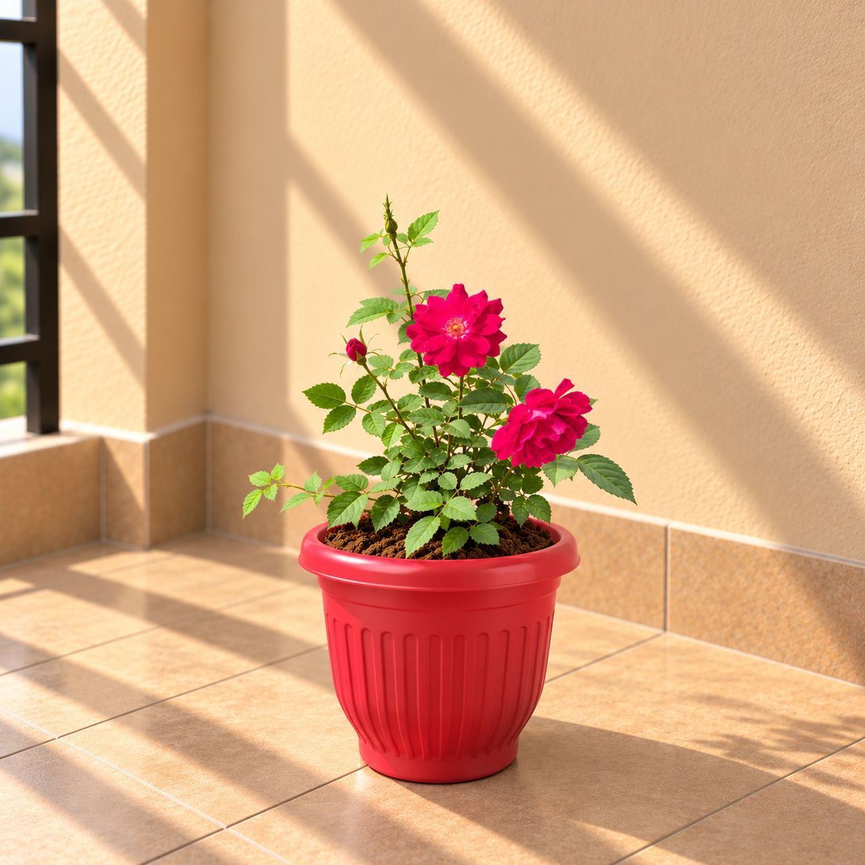 Kashmiri Rose / Gulab Red in 8 Inch Terracotta Red Olive Plastic Pot