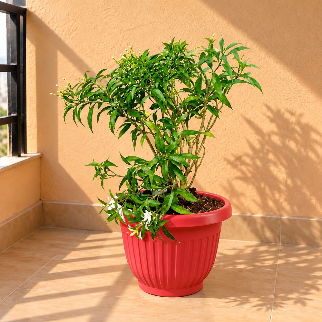 Chandni Dwarf / Jasmine in 8 Inch Terracotta Red Olive Plastic Pot