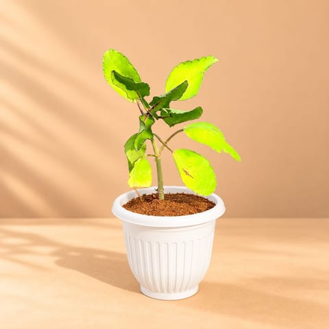Patharchatta Medicinal Plant in 8 Inch White Olive Plastic Pot