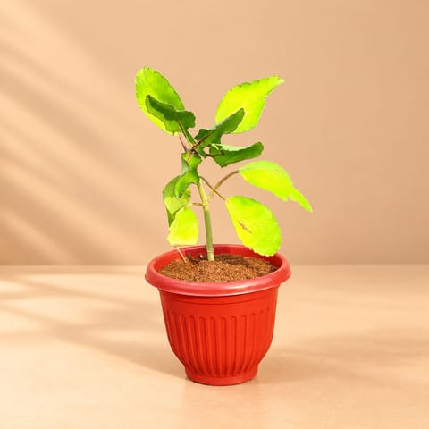 Patharchatta Medicinal Plant in 8 Inch Terracotta Red Olive Plastic Pot