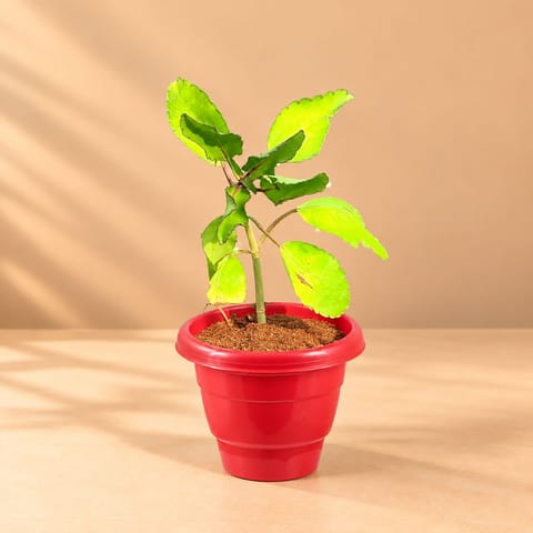 Patharchatta Medicinal Plant in 8 Inch Terracotta Red Classy Plastic Pot