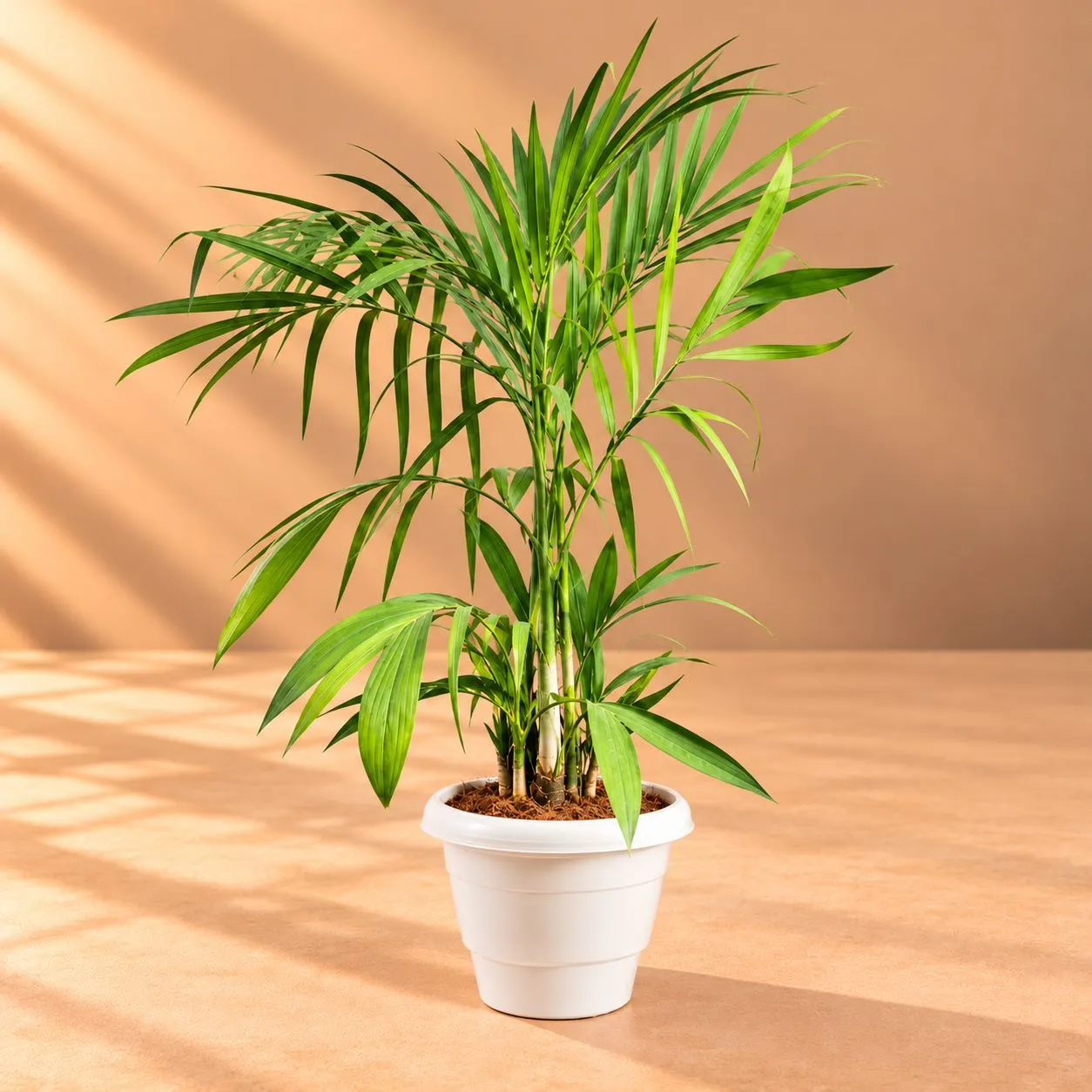 Cane Palm (~2 Ft) in 8 Inch White Classy Plastic Pot