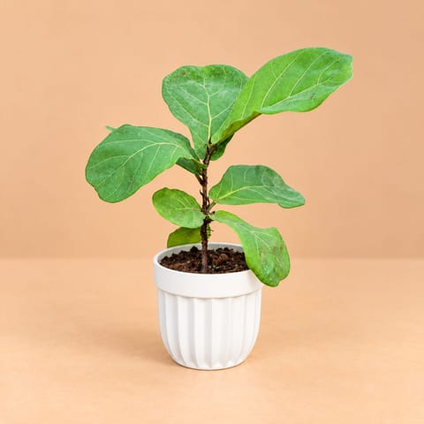 Fiddle Leaf Fig / Ficus Lyrata In 6 Inch White Premium Italica Plastic Planter