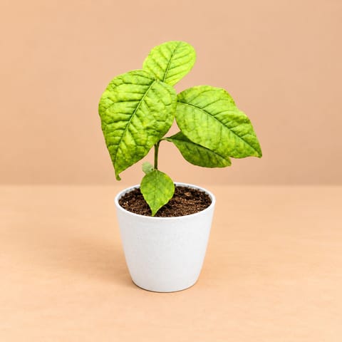 Bel Patra In 4 Inch White Premium Orchid Round Plastic Pot