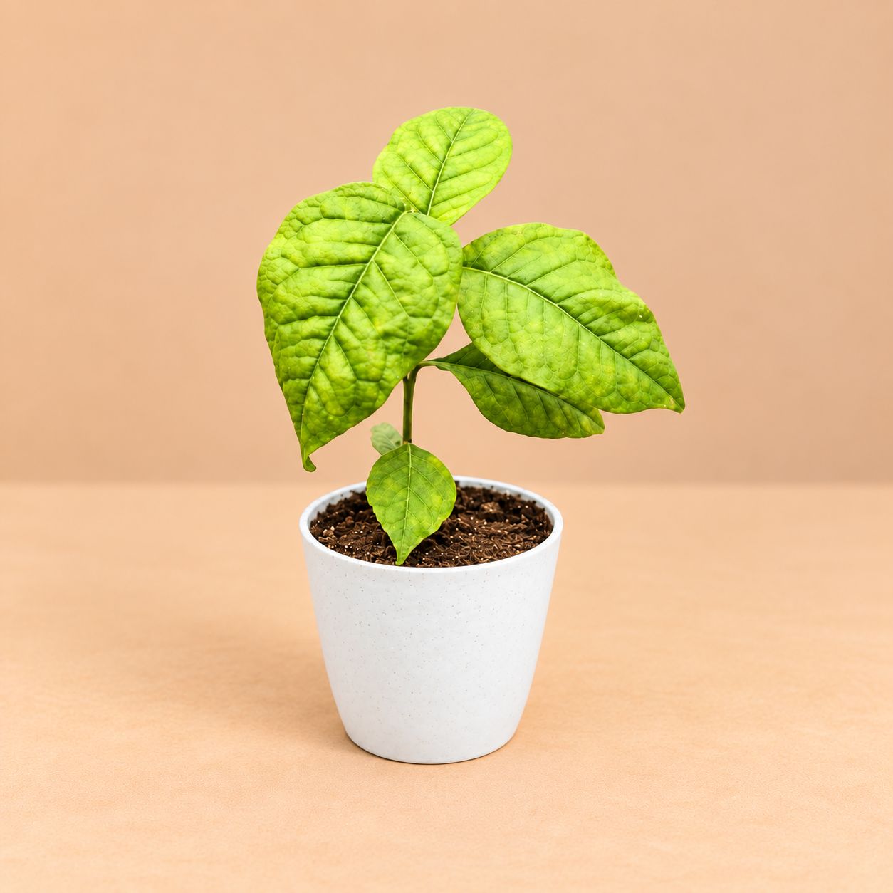 Bel Patra In 4 Inch White Premium Orchid Round Plastic Pot