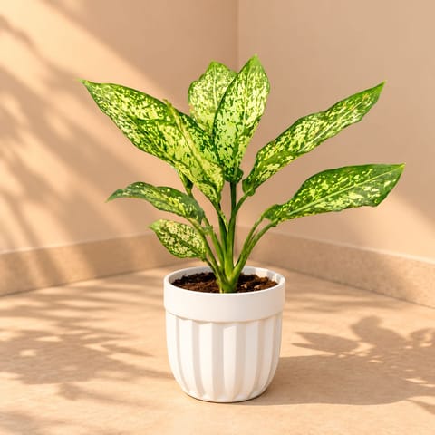 Aglaonema Snow White In 6 Inch White Premium Italica Plastic Planter