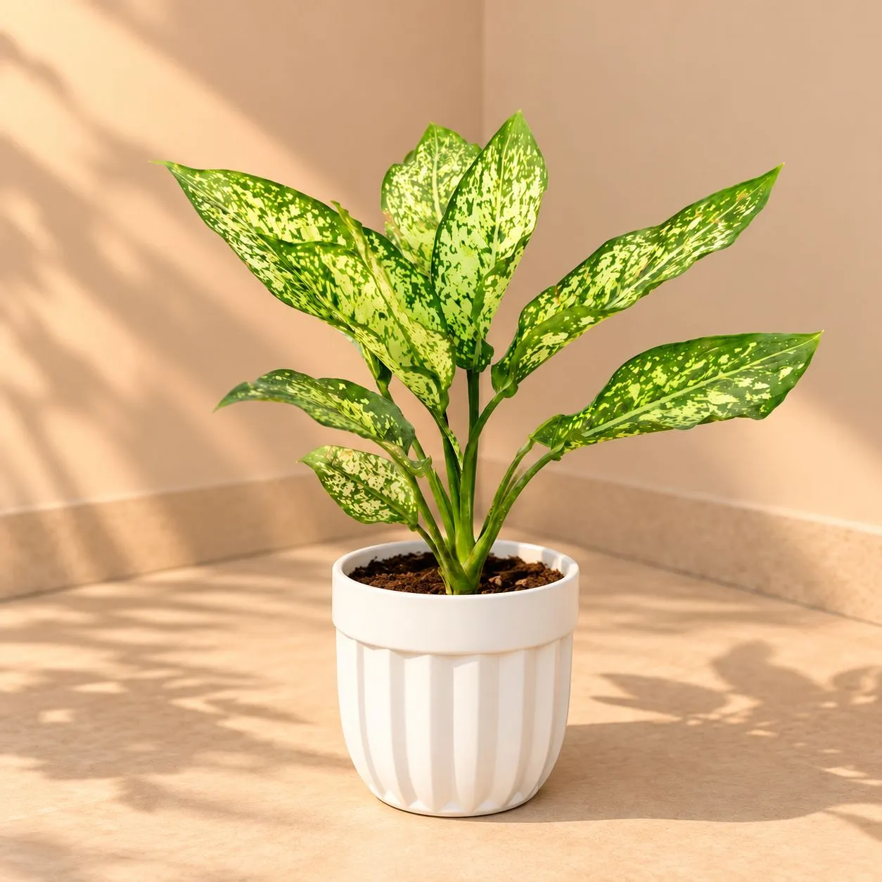 Aglaonema Snow White In 6 Inch White Premium Italica Plastic Planter