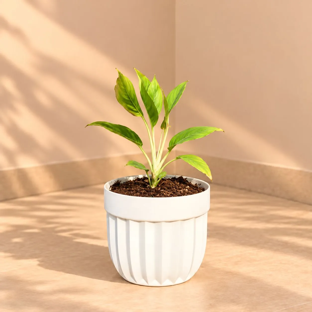 Aglaonema Lipstick In 6 Inch White Premium Italica Plastic Planter
