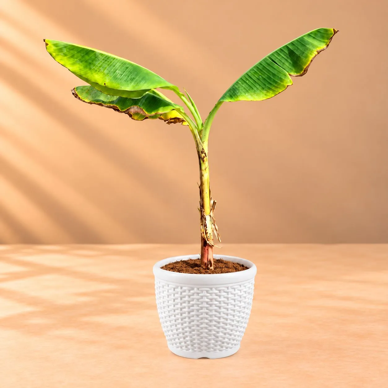 Holy Banana / Kela Dwarf in 8 Inch White Marble Premium Matt Classic Plastic Pot