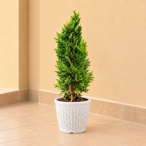 Morpankhi in 8 Inch White Marble Premium Matt Classic Plastic Pot