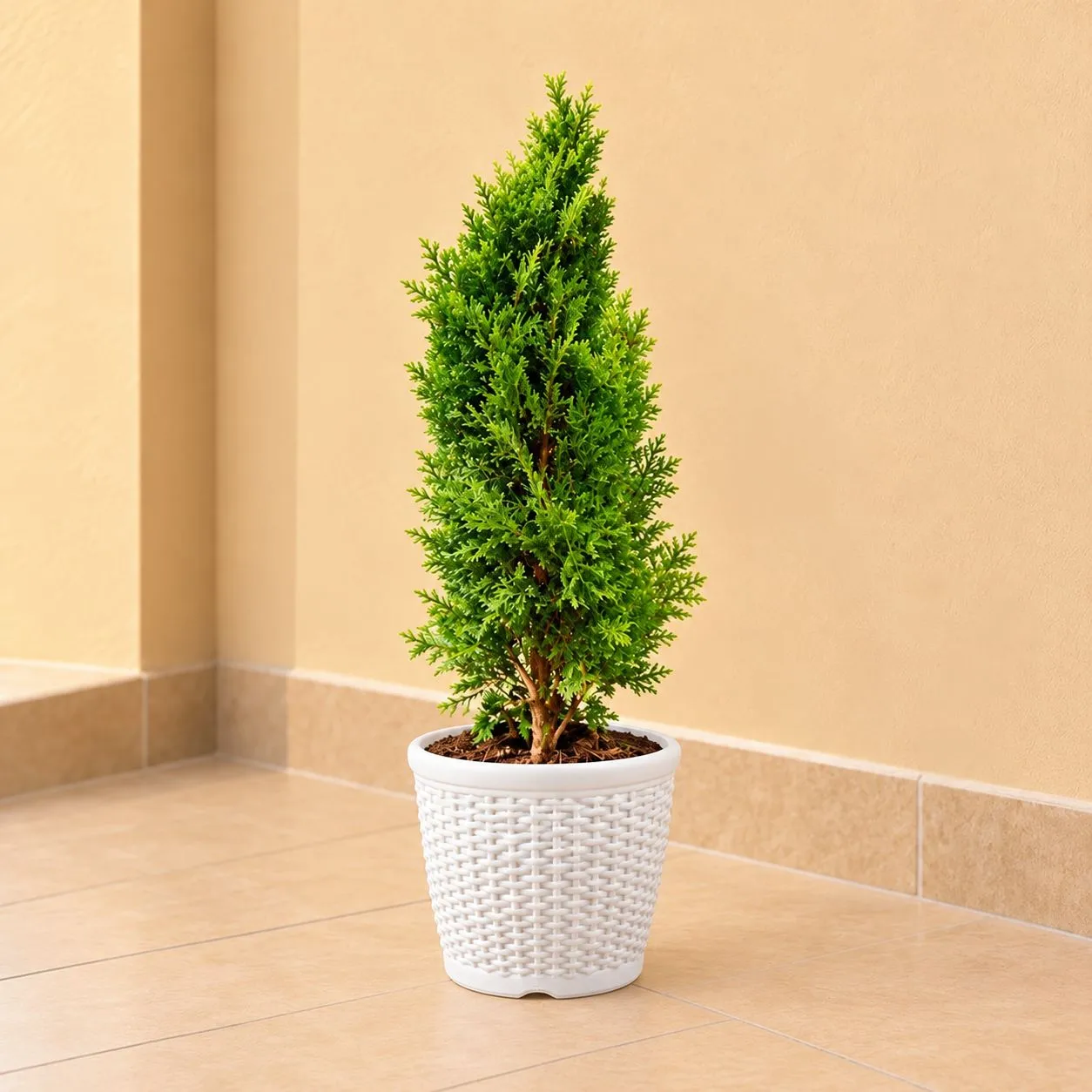 Morpankhi in 8 Inch White Marble Premium Matt Classic Plastic Pot