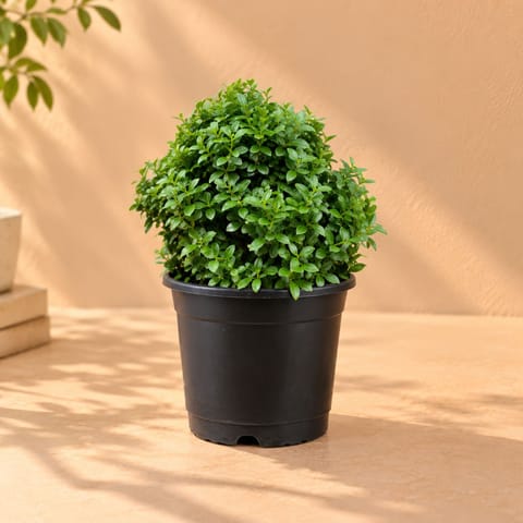 Fragrant Table Kamini Ball in 6 Inch White Nursery Pot