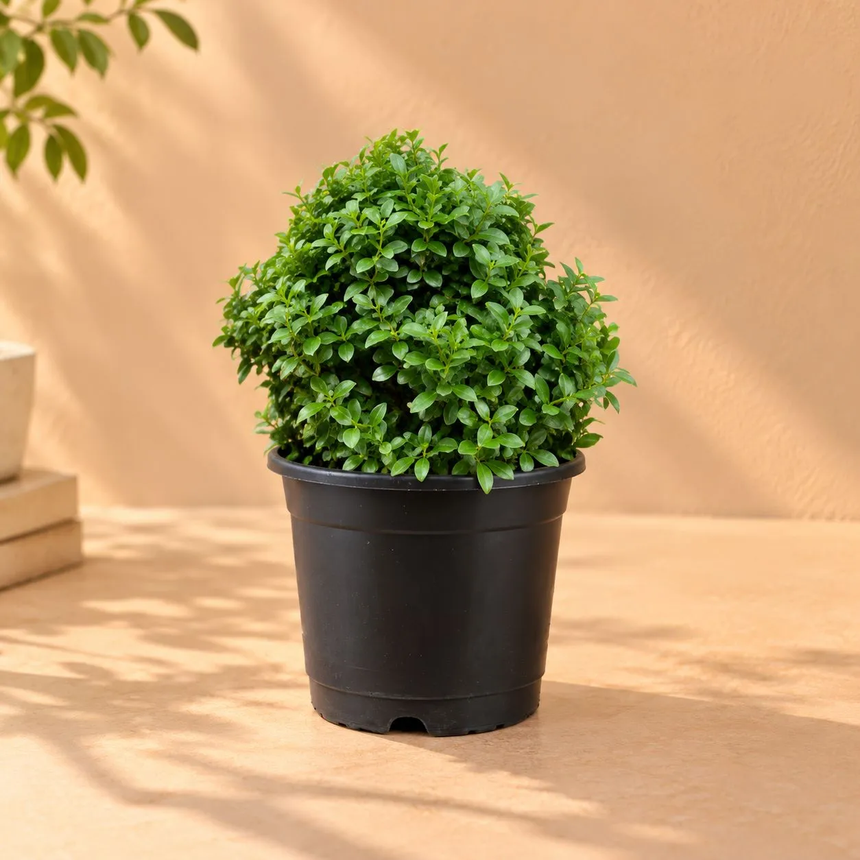 Fragrant Table Kamini Ball in 6 Inch White Nursery Pot