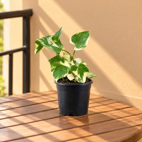 English Ivy in 6 Inch Nursery Pot