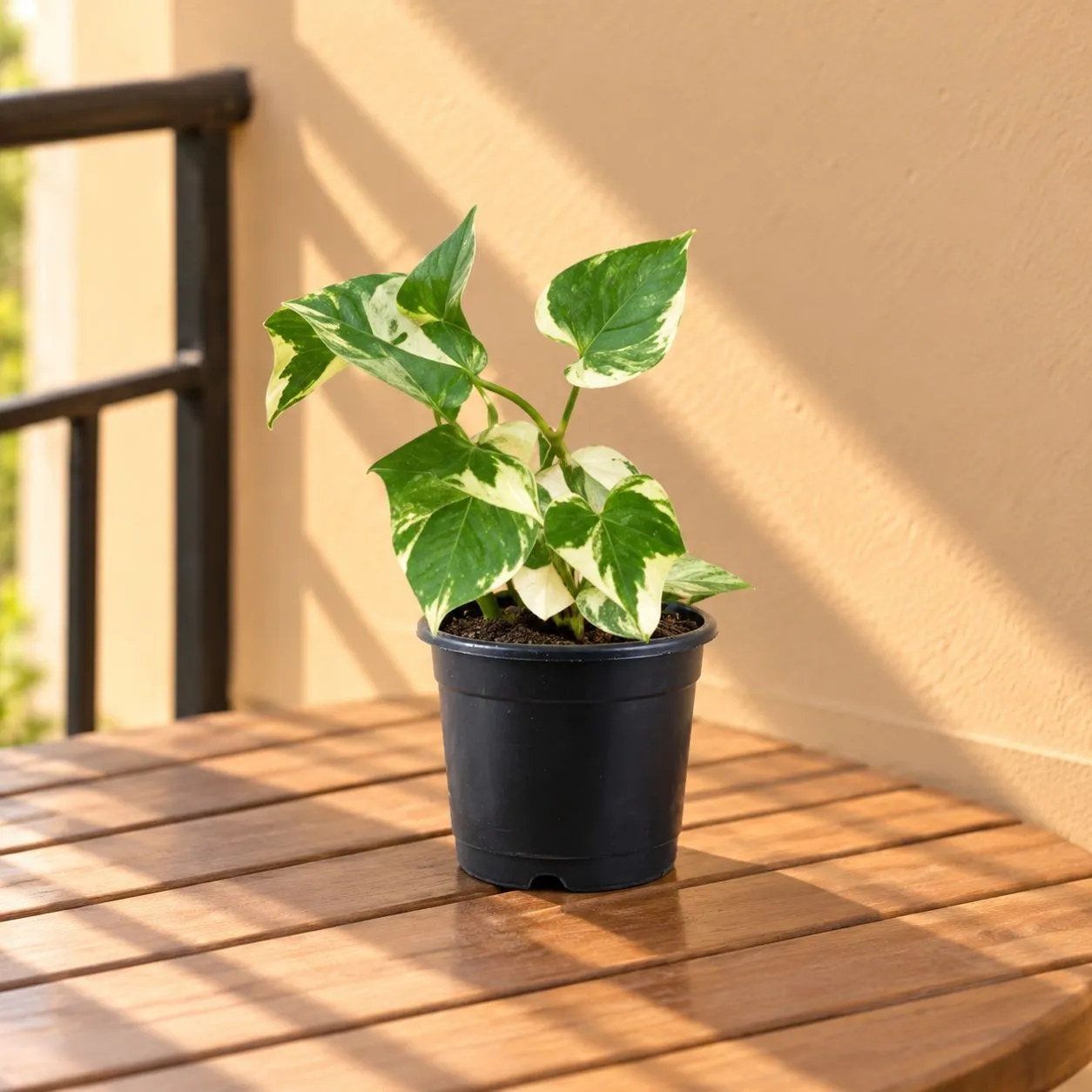 English Ivy in 6 Inch Nursery Pot