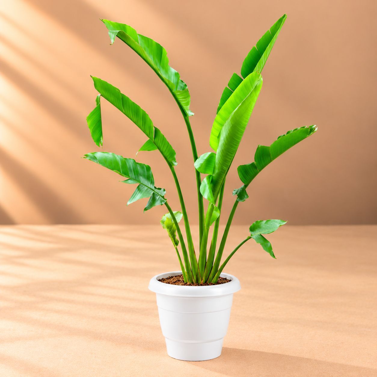 Traveller Palm ( 3 Ft) in 12 Inch White Classy Plastic Pot