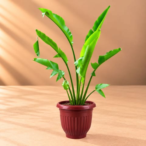Traveller Palm ( 3 Ft) in 12 Inch Terracotta Red Olive Plastic Pot