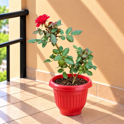 Large Rose Red in 8 Inch Terracotta Red Olive Plastic Pot