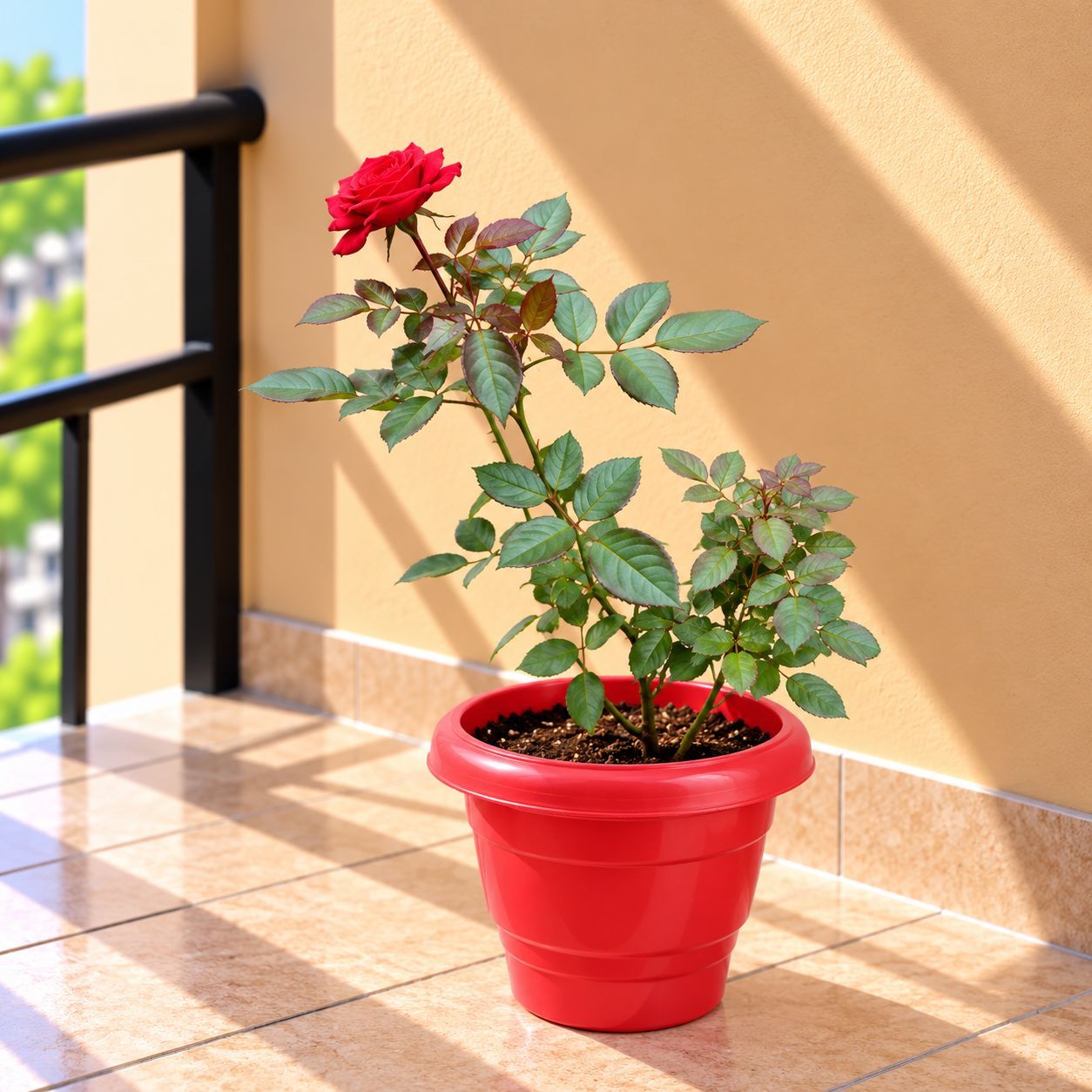 Large Rose Red in 8 Inch Terracotta Red Classy Plastic Pot