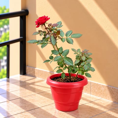 Large Rose Red in 8 Inch Terracotta Red Classy Plastic Pot