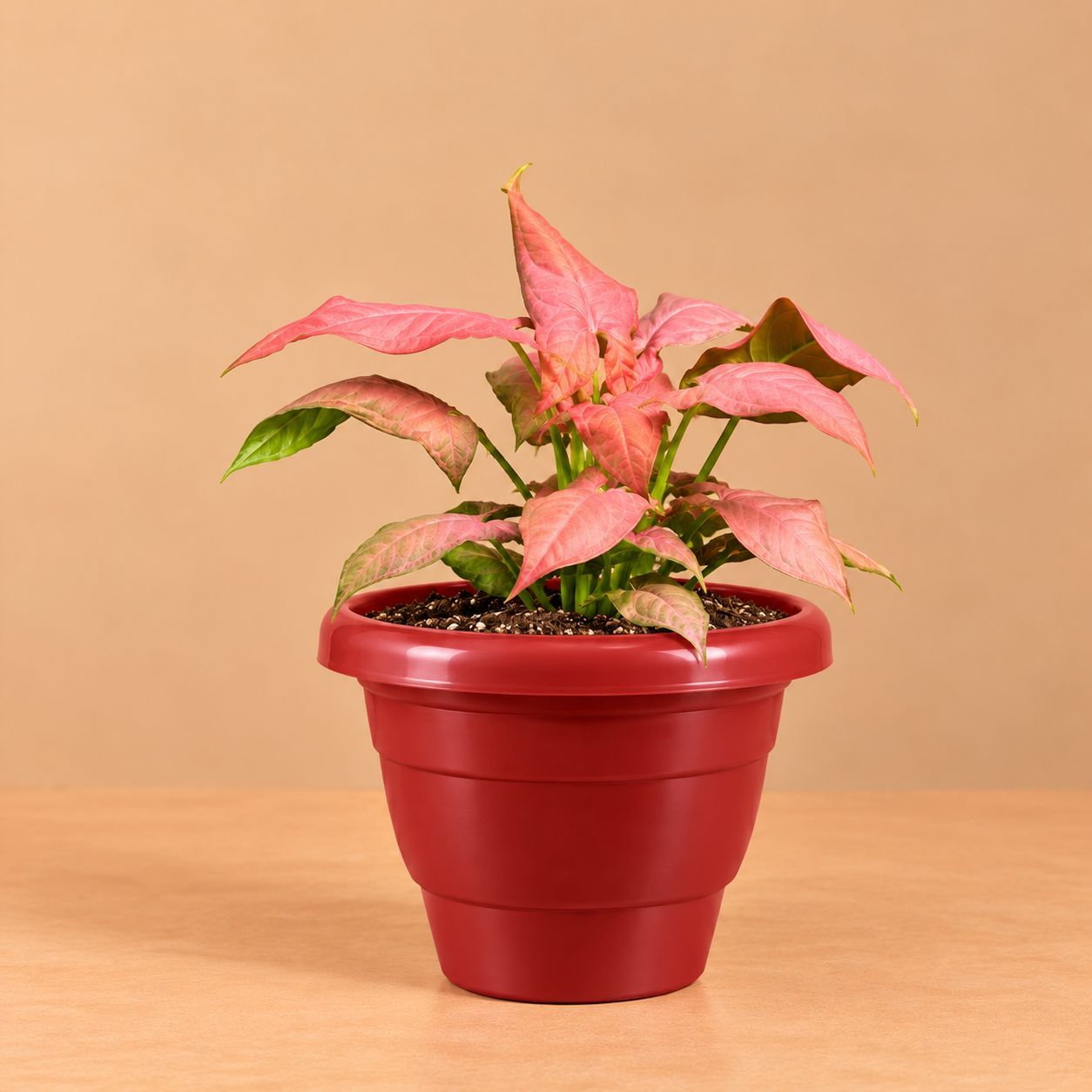 Syngonium Pink in 8 Inch Terracotta Red Classy Plastic Pot
