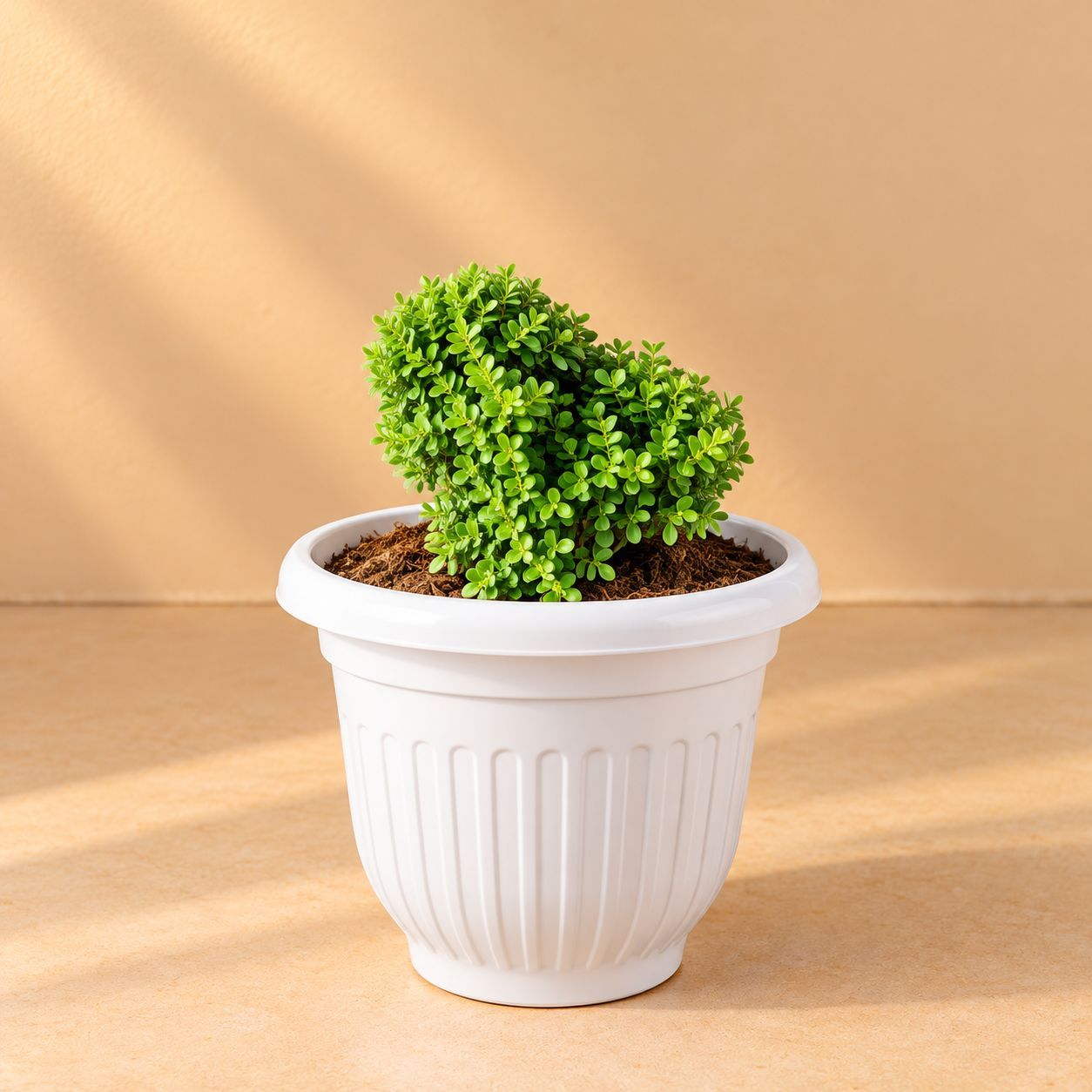 Fragrant Table Kamini Ball in 8 Inch White Olive Plastic Pot