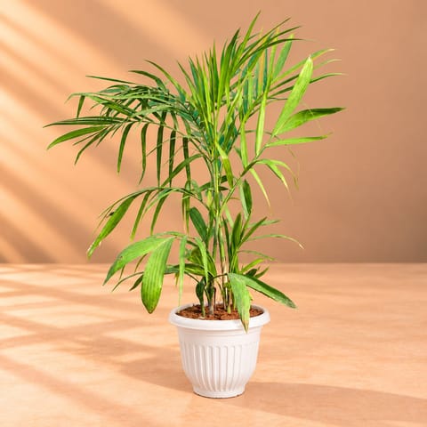 Cane Palm (~2 Ft) in 8 Inch White Olive Plastic Pot