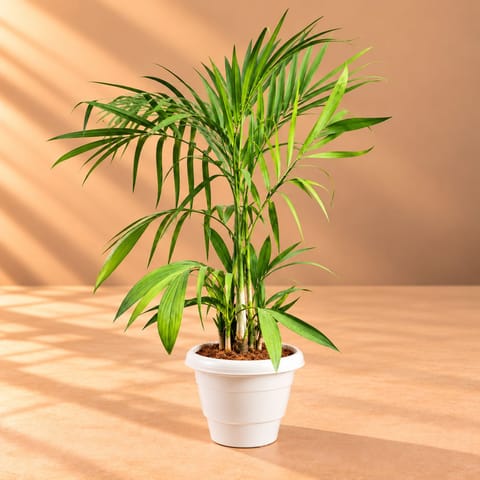 Cane Palm (~2 Ft) in 8 Inch White Classy Plastic Pot