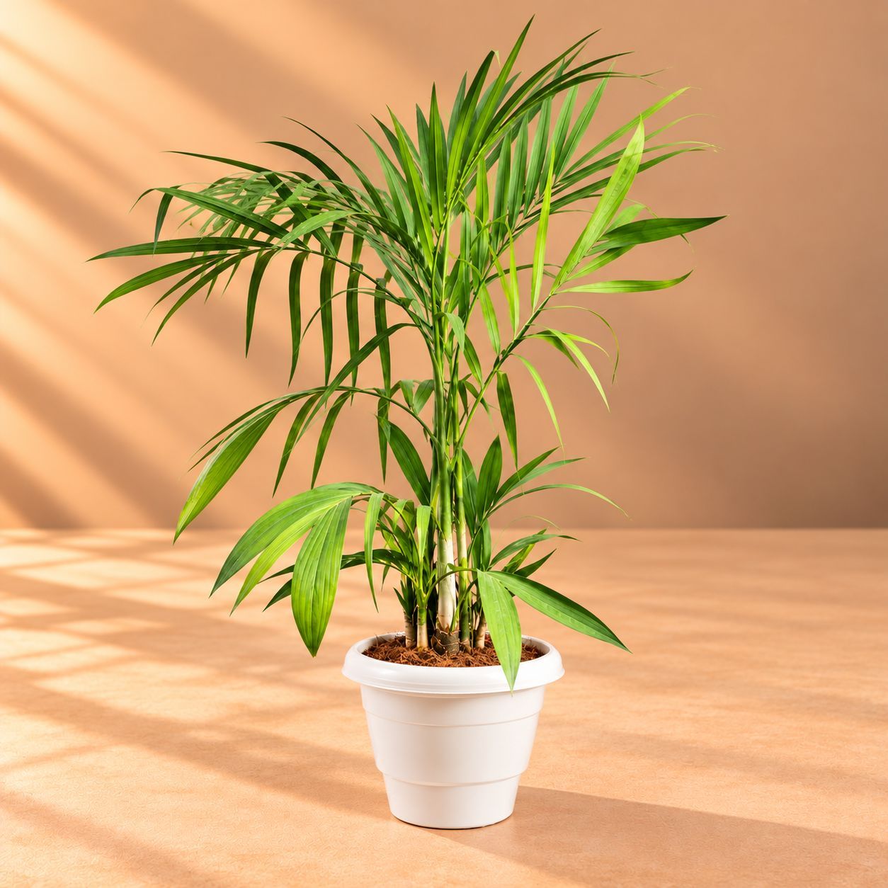 Cane Palm (~2 Ft) in 8 Inch White Classy Plastic Pot