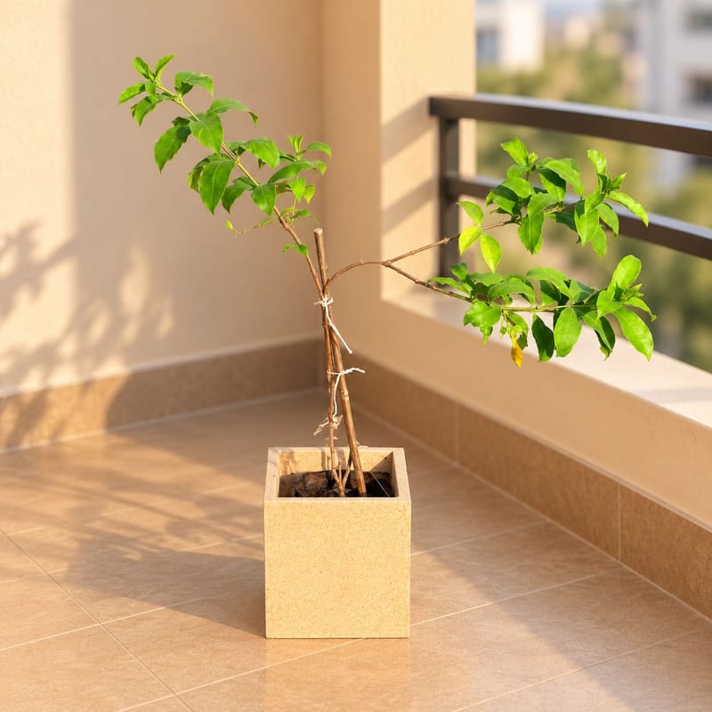 Free Next Day Delivery | Allamanda (Any Colour) Pune In 8 X 8 Inch ...
