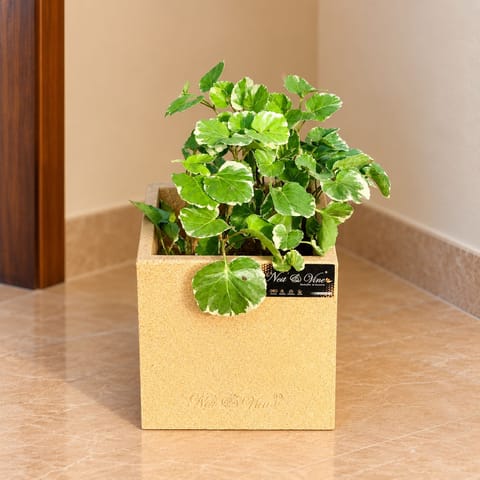 Aralia Apple Leaf In 8 X 8 Inch Sandstone Premium Kyvos Fiberglass Planter - Durable Large Size Decoratiive Fiber Pot For Indoor Outdoor Plants With 5 Year Warranty