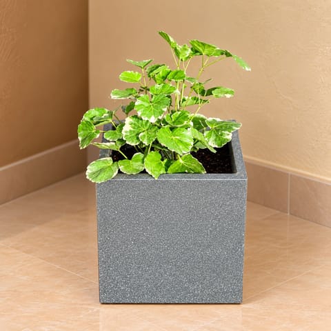 Aralia Apple Leaf In 8 X 8 Inch Grey Premium Kyvos Fiberglass Planter - Durable Large Size Decoratiive Fiber Pot For Indoor Outdoor Plants With 5 Year Warranty